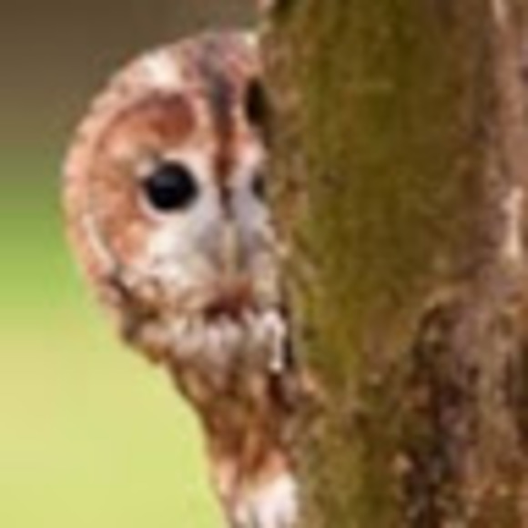 Meet your Posher, Lori - Picture 1 of 1